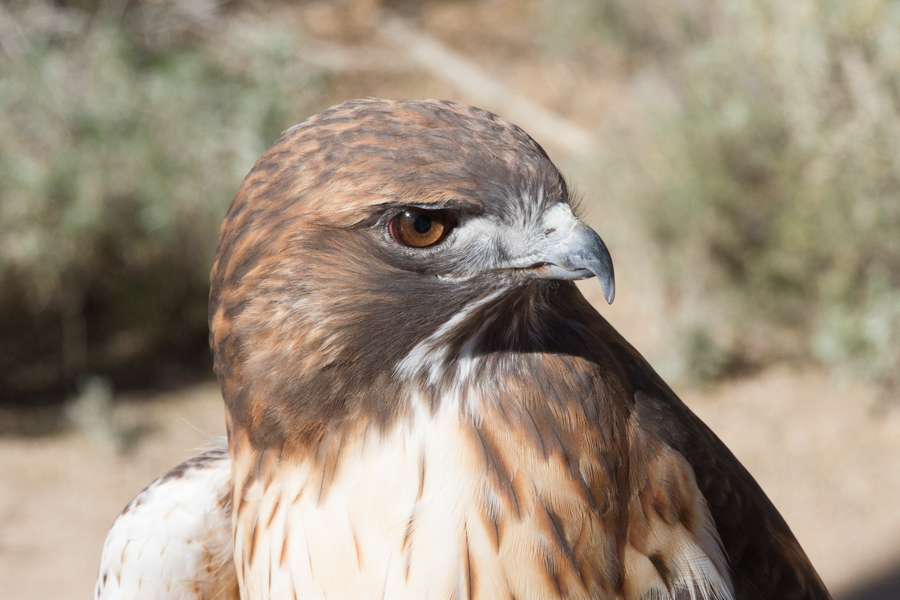 Red-tailed Hawk