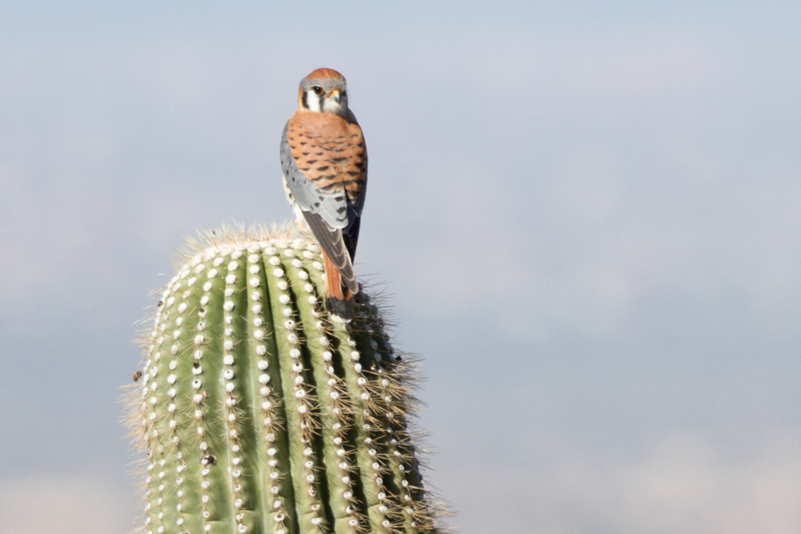 American Kestrel