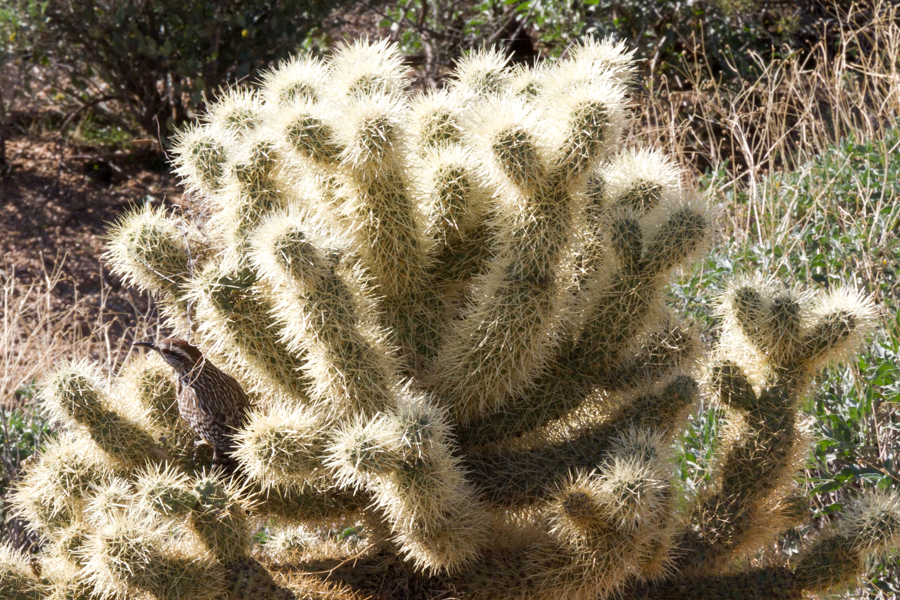 Cactus Wren