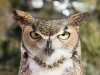 Great Horned Owl