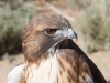 Red-tailed Hawk