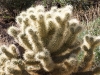 Cactus Wren