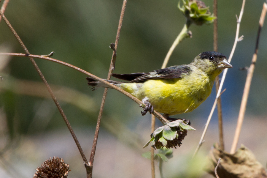 Lesser Goldfinch