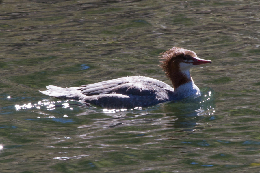 Common Merganser