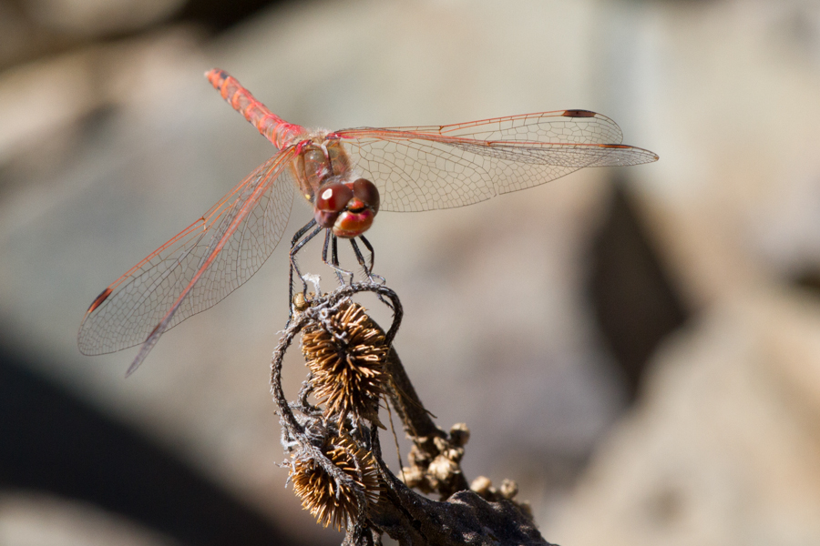 Variegated Meadowhawk