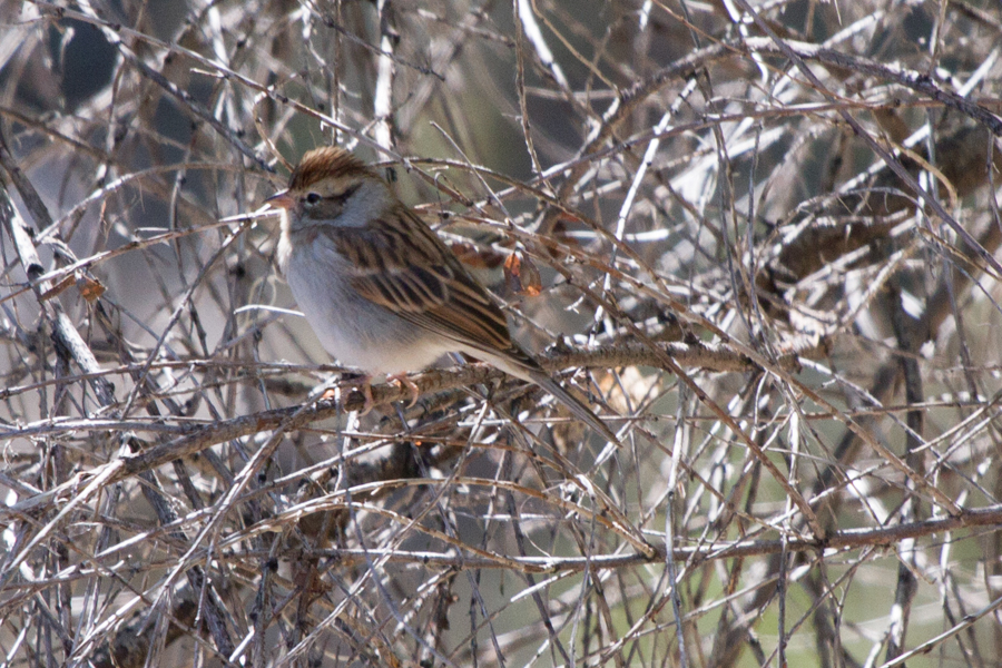 Chipping Sparrow