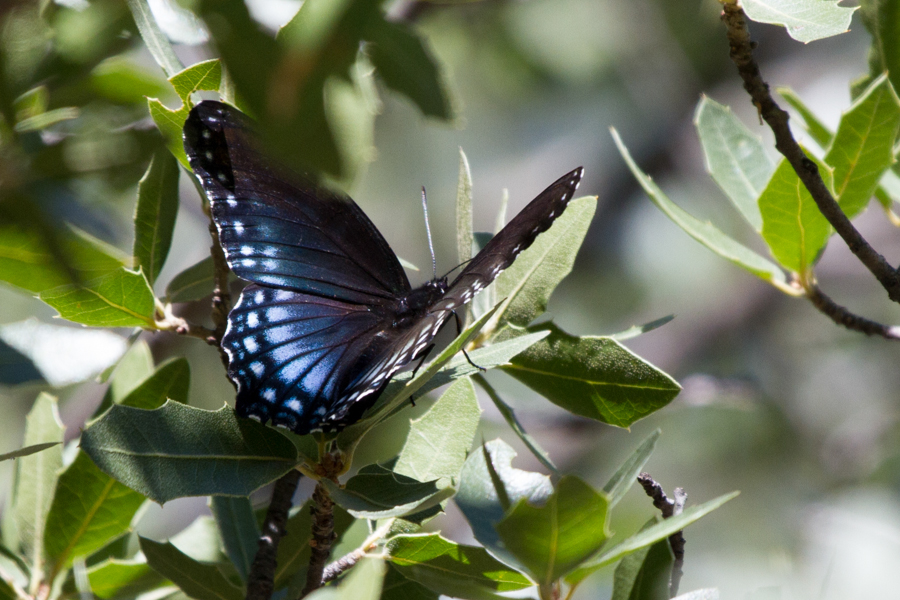 Red-spotted Purple