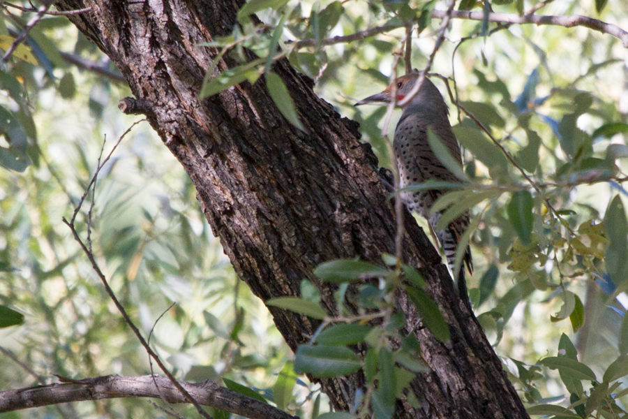 Northern Flicker