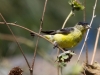 Lesser Goldfinch