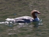 Common Merganser