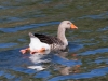 Greater White-fronted Goose