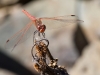 Variegated Meadowhawk