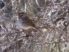 Chipping Sparrow