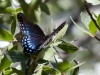 Red-spotted Purple