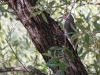 Northern Flicker