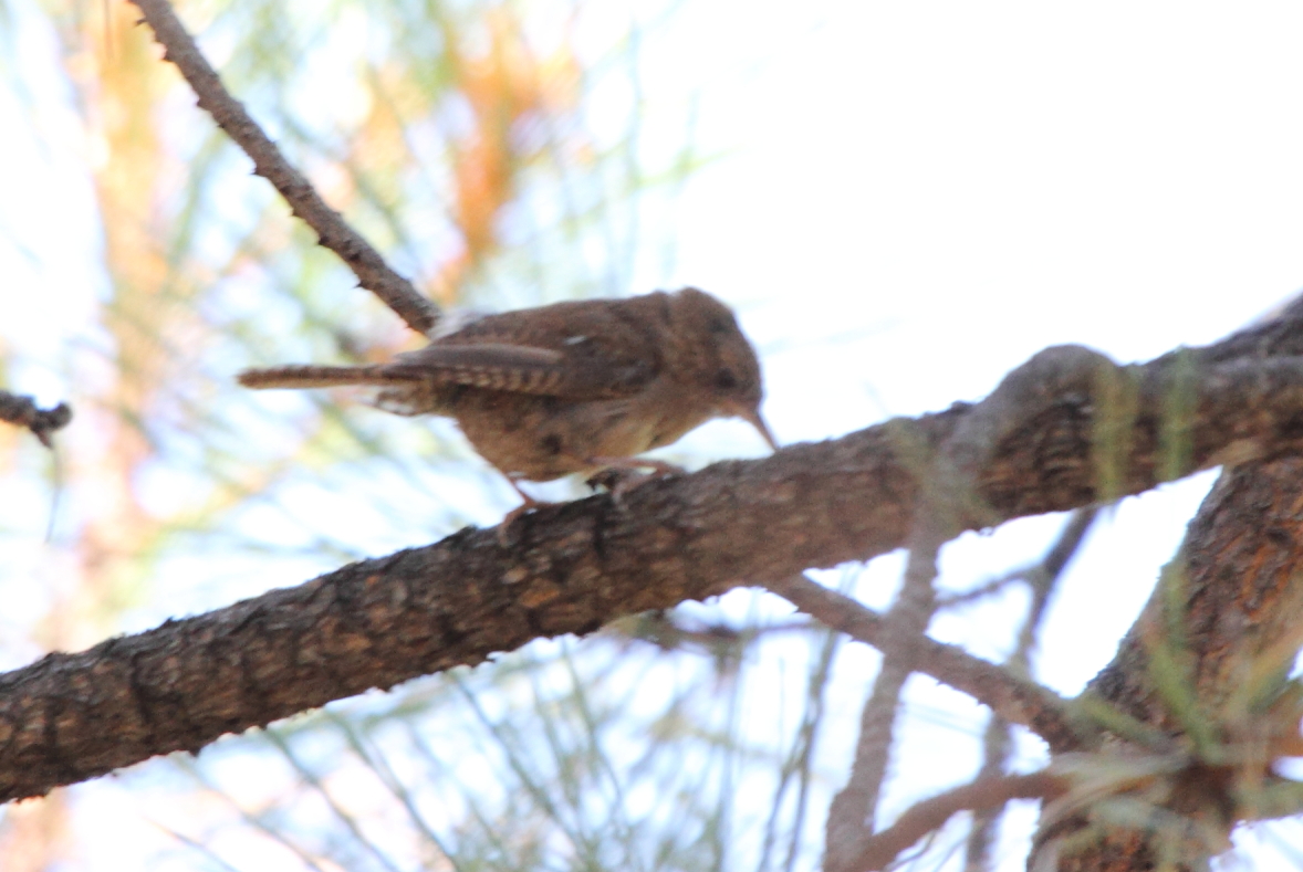 House Wren