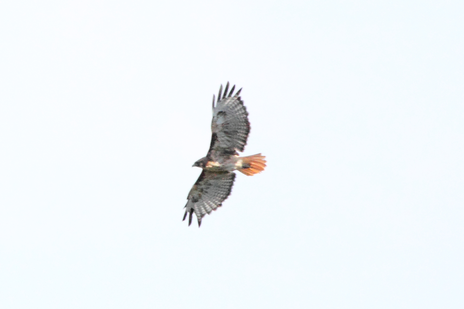 Red-tailed hawk