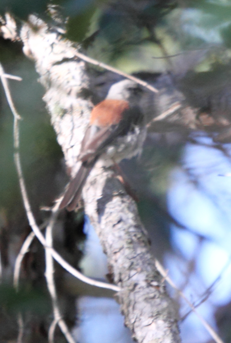 Red Backed Dark-eyed Junco