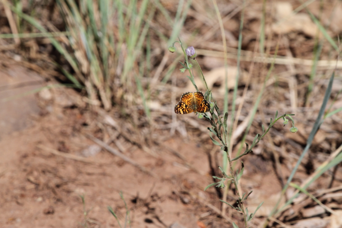 Pearl Crescent 