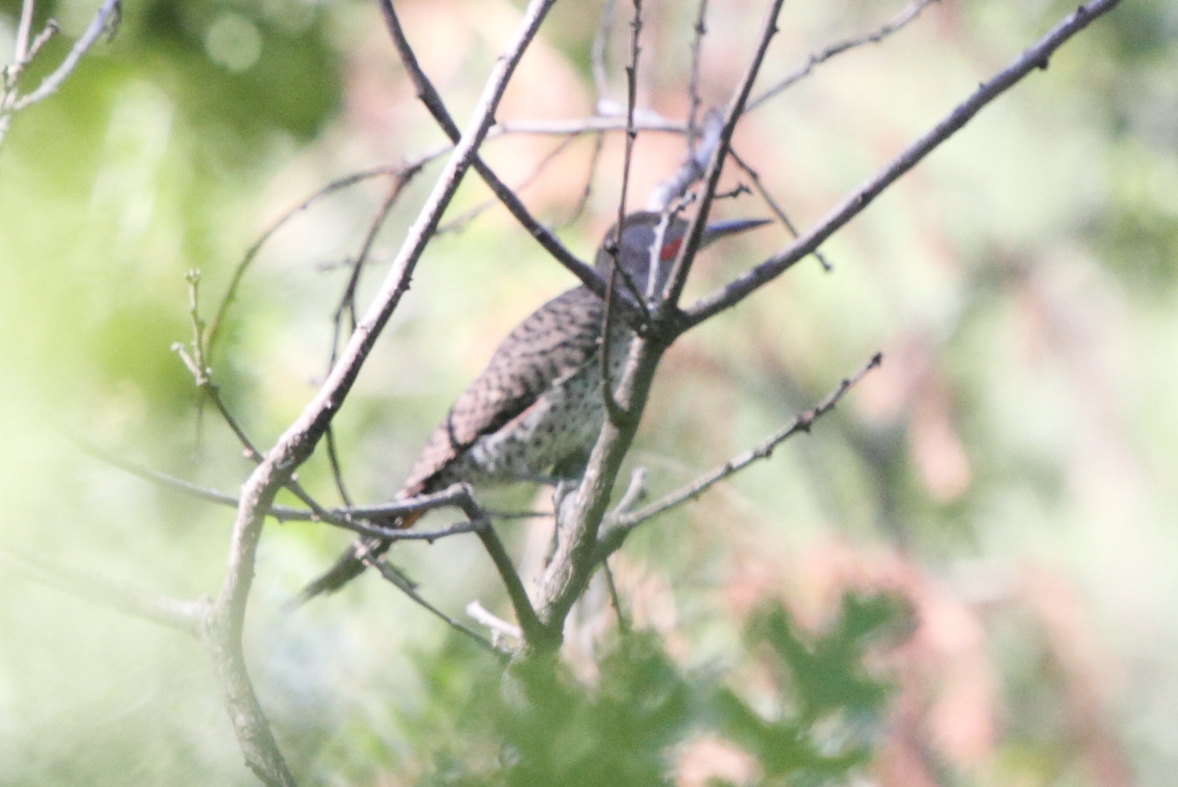 Northern Flicker