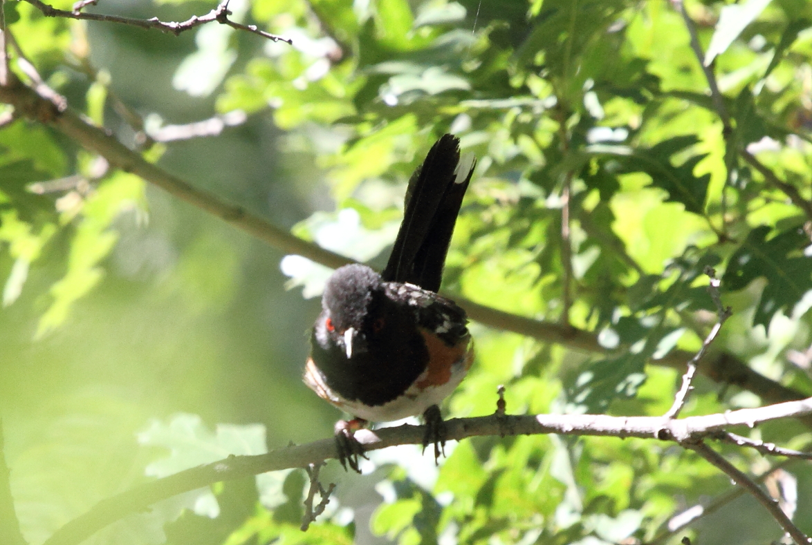 Spotted Towhee