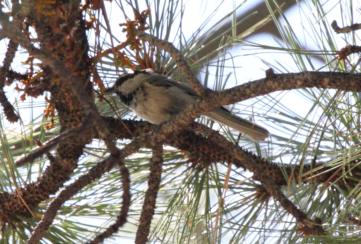 Mountain Chickadee