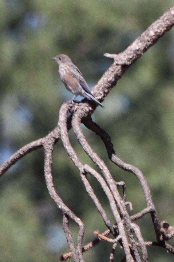 Mountain Bluebird