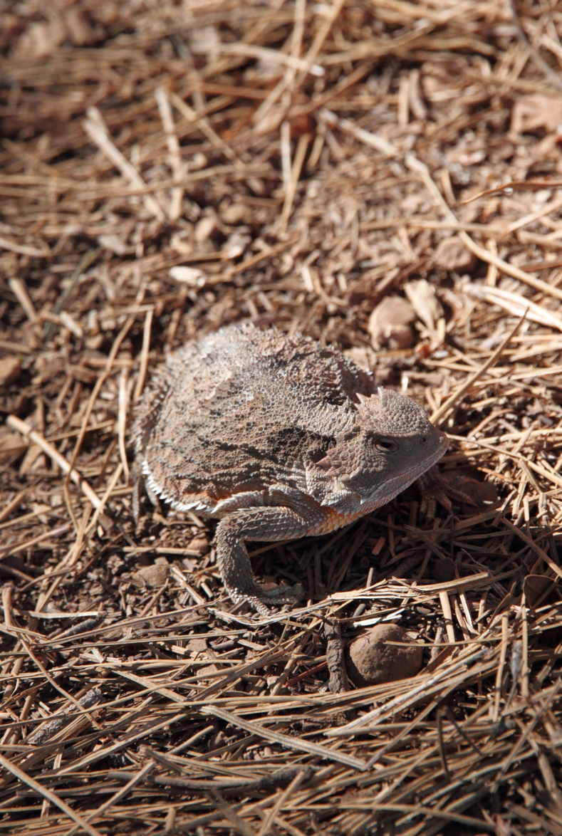 Horned Toad