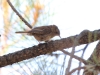 House Wren