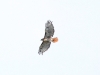 Red-tailed hawk