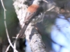 Red Backed Dark-eyed Junco