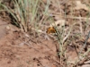 Pearl Crescent 