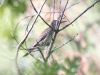 Northern Flicker