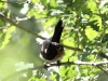 Spotted Towhee