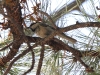 Mountain Chickadee