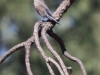 Mountain Bluebird