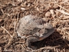 Horned Toad