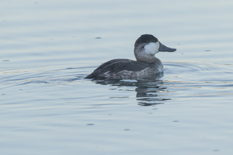 Ruddy Duck