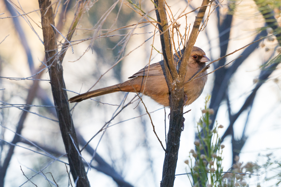 Abert's Towhee