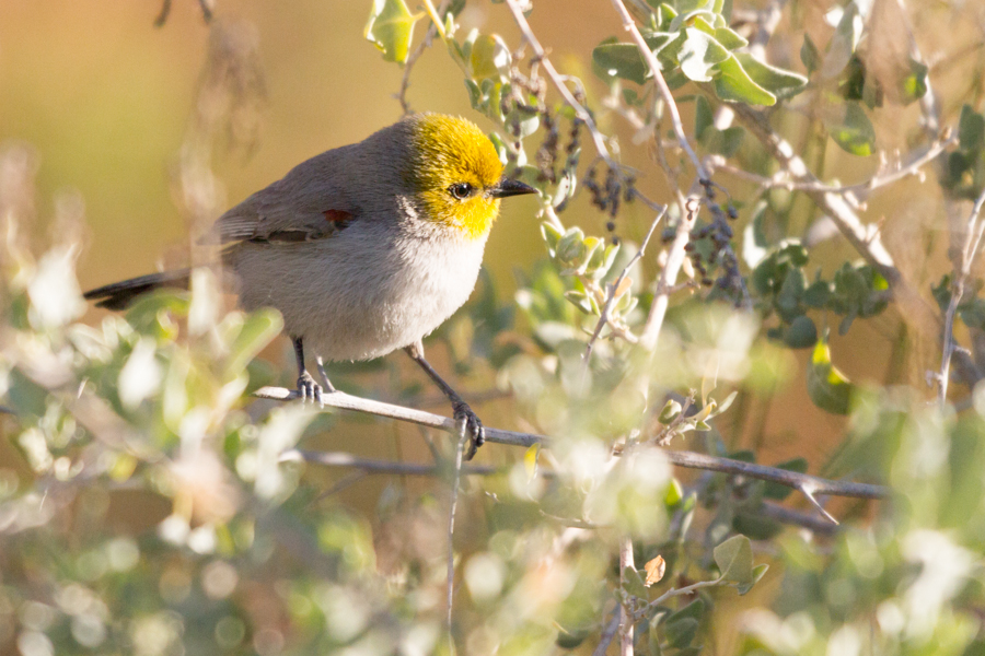 Verdin