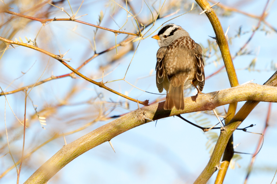 White-crowned Sparrow