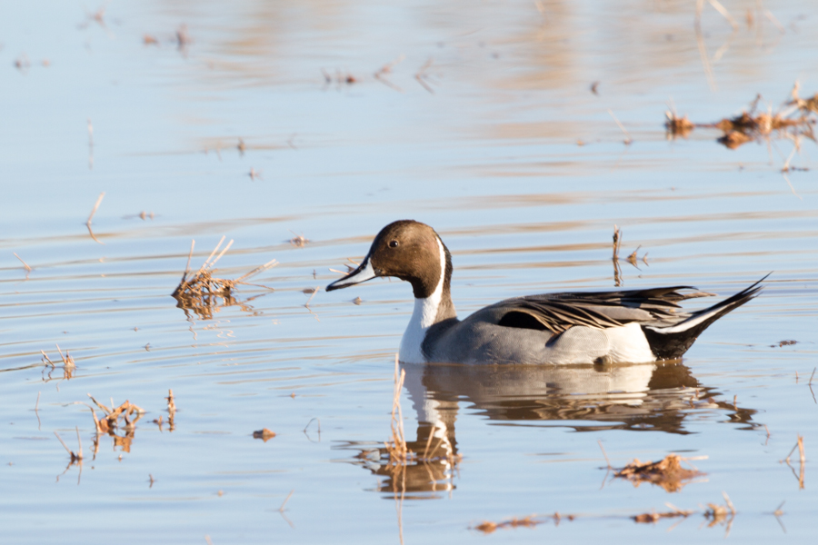 Northern Pintail