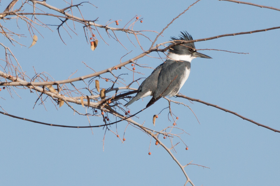 Belted Kingfisher