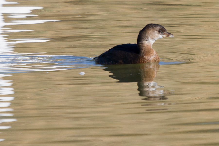 Pied-billed Grebe