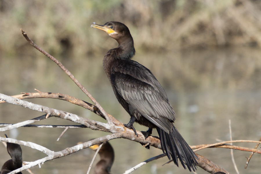 Double-crested Cormorant