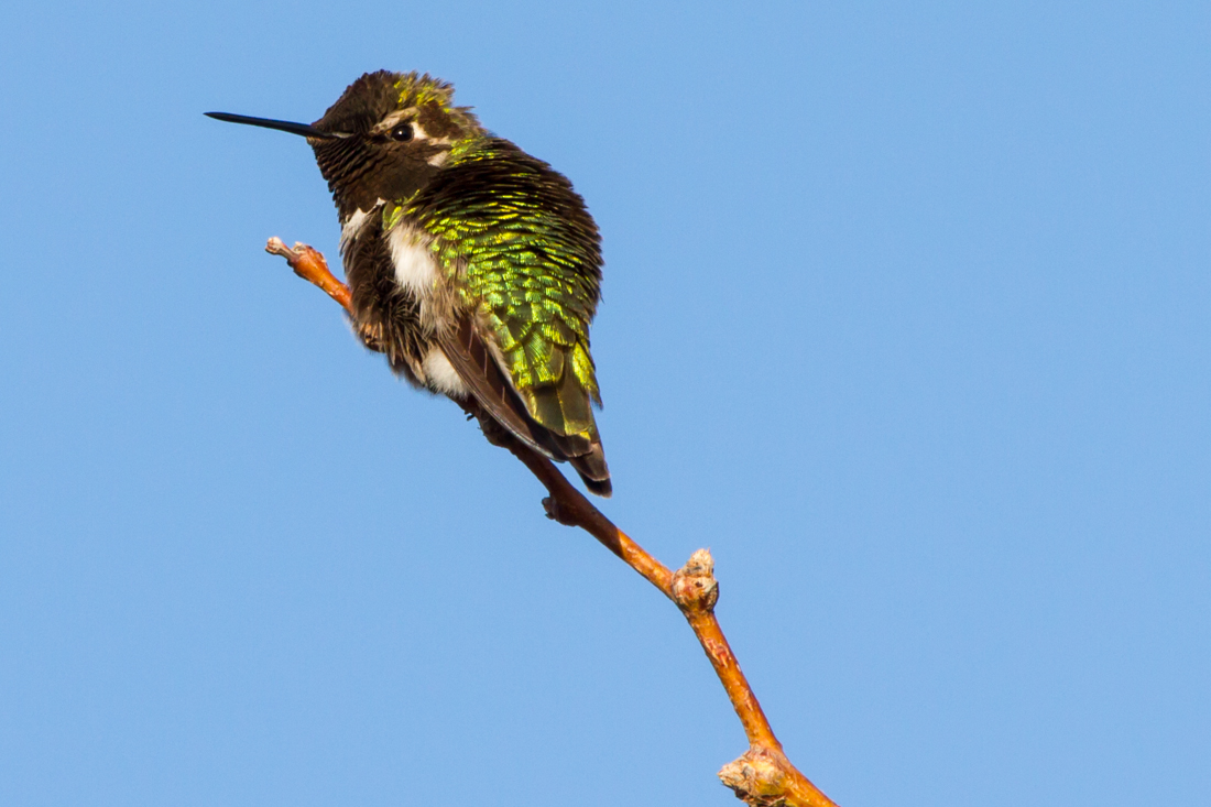 Anna\'s Hummingbird