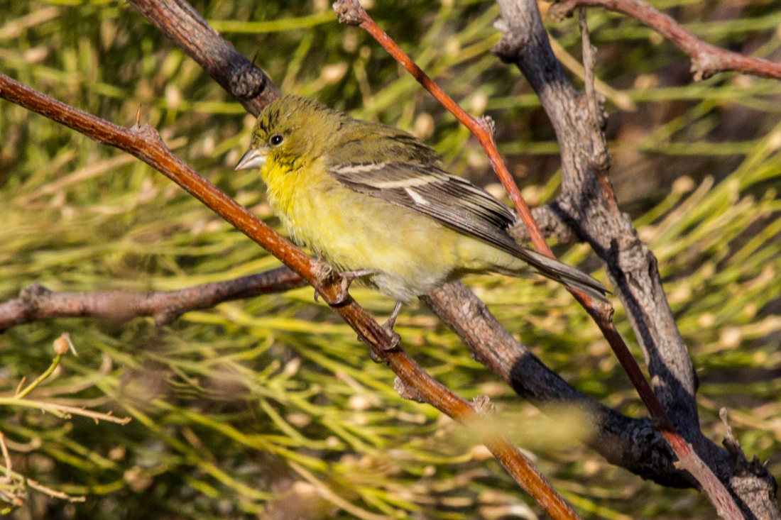 Lesser Goldfinch