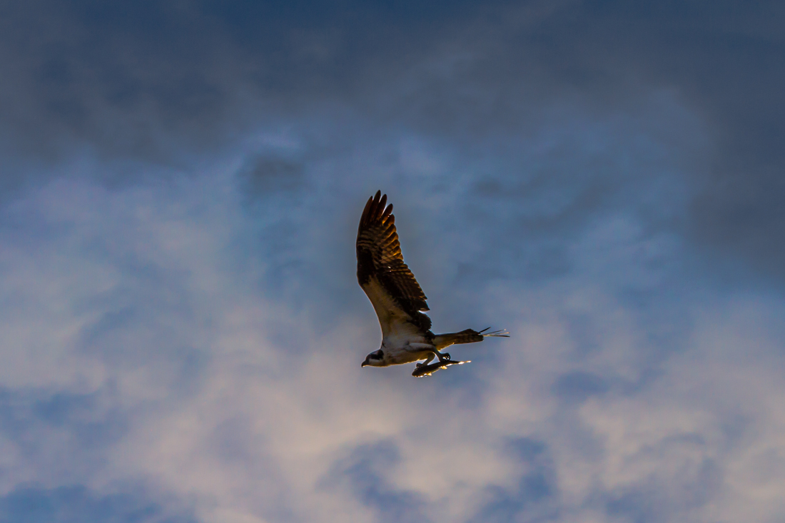 Osprey