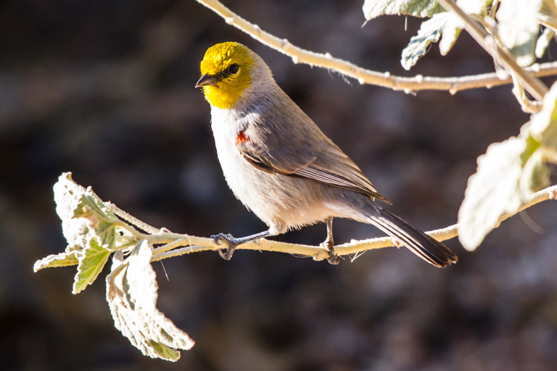 Verdin