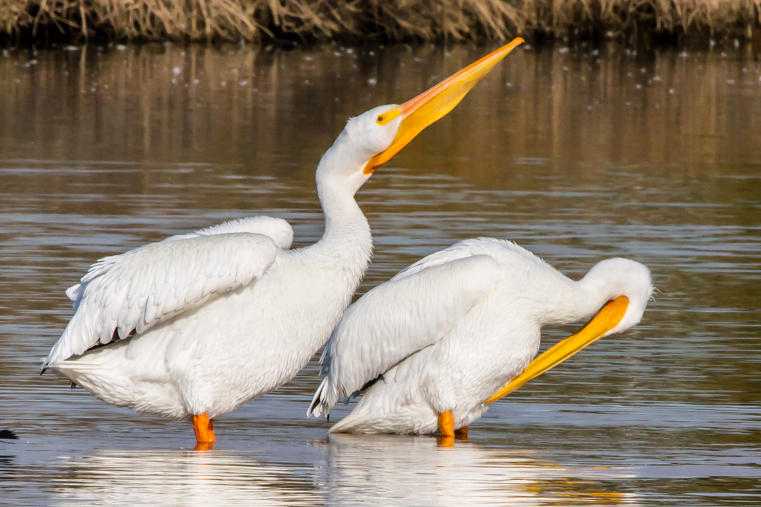 American White Pelican